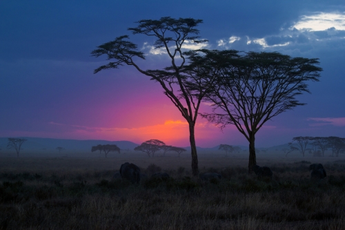 31.05.12-Serengeti